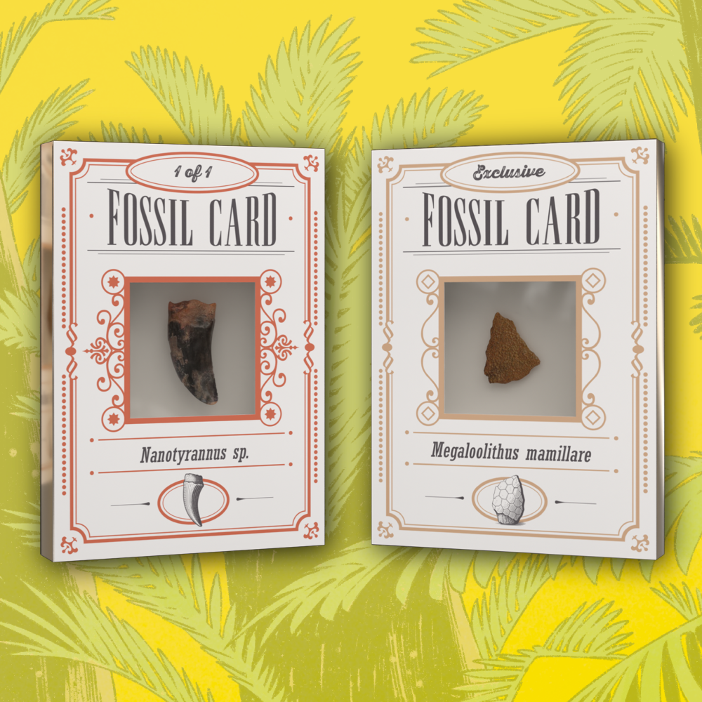 Bundle 4 Box - Release the Creatures: Dinosaurs!